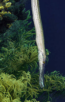 Wild Wall Art featuring the photograph Vertical Trumpet Fish by Jean Noren