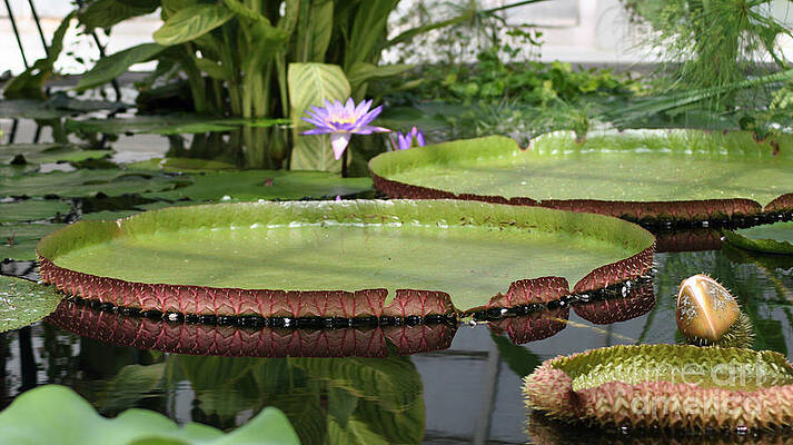 Wall Art featuring the photograph Victoria Splendor by Mary Lou Chmura