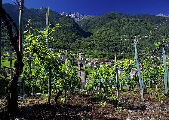 Wall Art featuring the photograph Vineyard And Church by Alberto Audisio