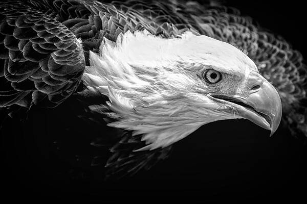 Wall Art featuring the photograph Visual by Ghostwinds Photography