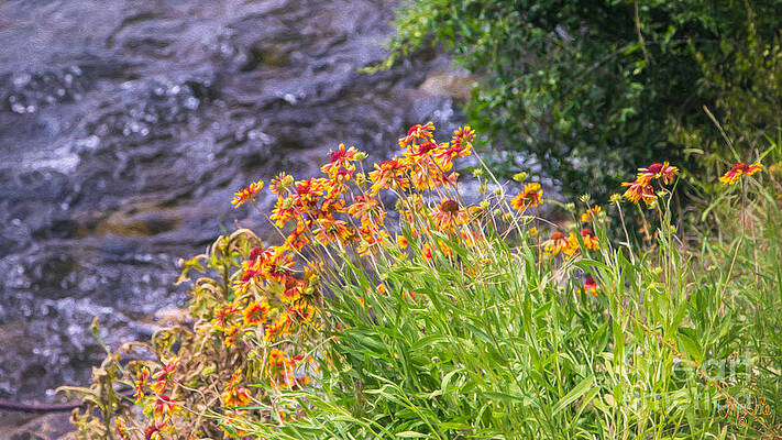 Wall Art featuring the photograph Vivid Journeys Methow Valley Flowers By Omashte by Omaste Witkowski