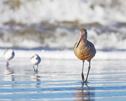 America Photograph - Wait For Us -- Marbled Godwit In Morro Bay, California by Darin Volpe