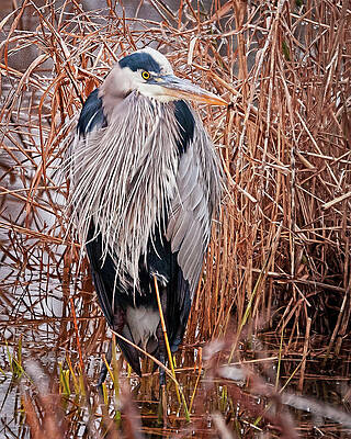 Photograph - Waiting For Supper by Marshall Hurley