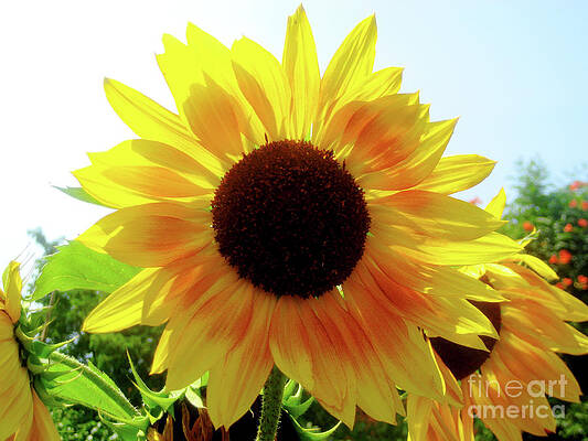 Sky Photograph - Walking On Sunshine by Onedayoneimage Photography
