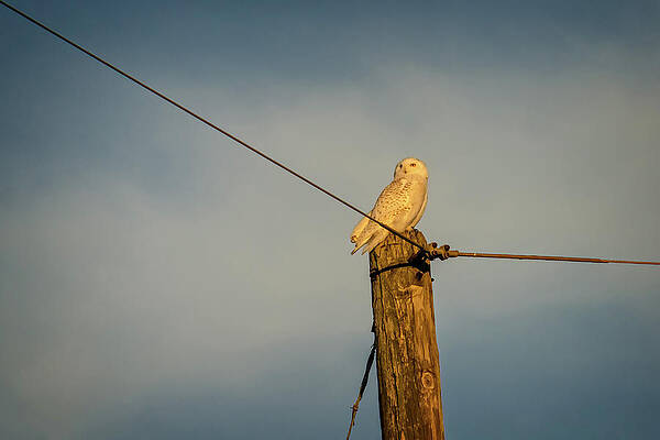 Wall Art featuring the photograph Watch Tower by Steve L'Italien