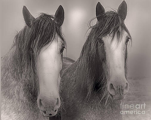 Wall Art featuring the photograph Watching by Kype Hills