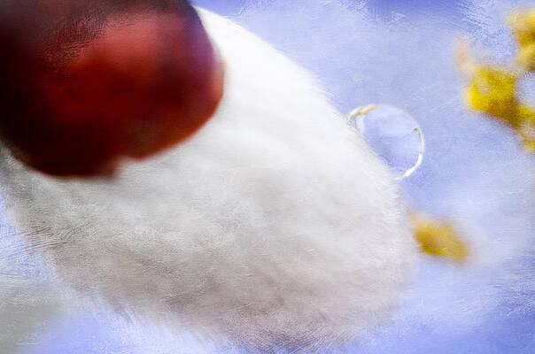 Wall Art featuring the photograph Water Drop On Cotton by Crystal Wightman