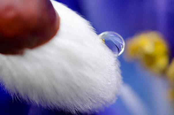 Wall Art featuring the photograph Water Drop On Willow by Crystal Wightman