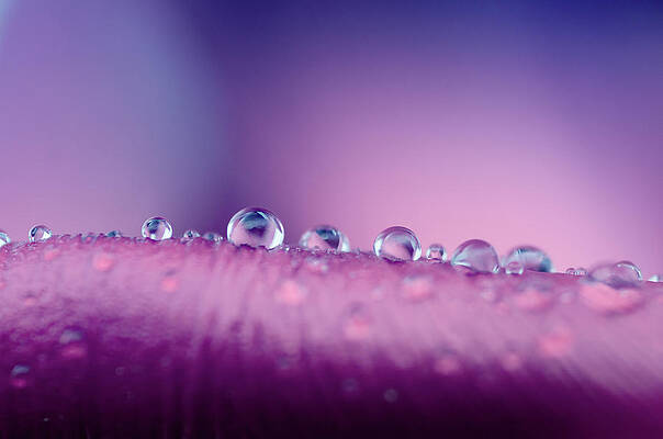 Wall Art featuring the photograph Water Drops Abstract by Crystal Wightman