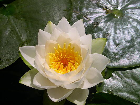 Washington Photograph - Water Lily by C Thomas Cooney