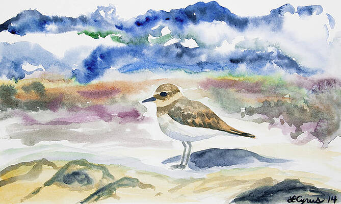 Painting - Watercolor - Double-banded Plover On The Beach by Cascade Colors