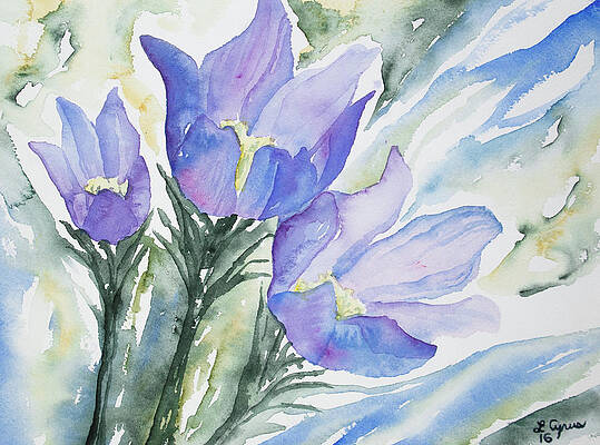 Painting - Watercolor - Pasque Flowers by Cascade Colors