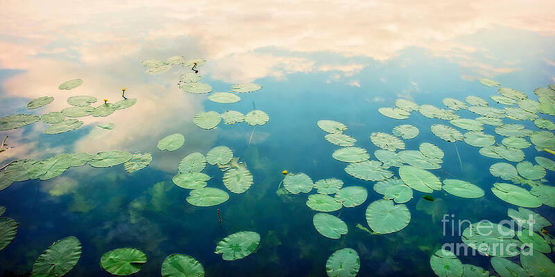 Tranquil Waterlilies Reflection Wall Art