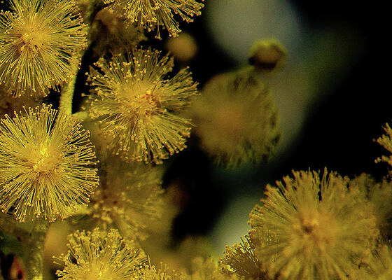 Photograph - Wattle Flowers by Jeremy Holton