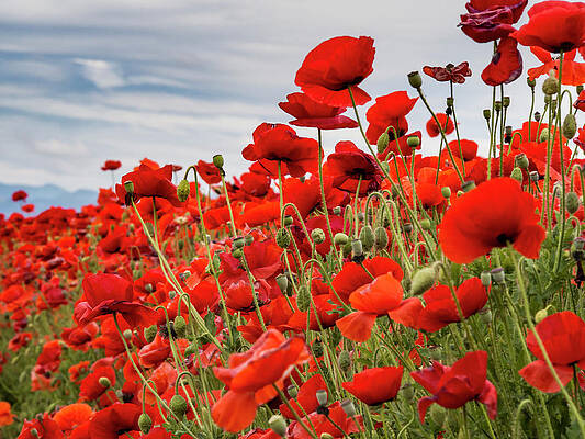 Nature Photograph - Waving Red Poppies by Jean Noren