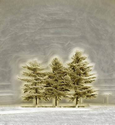 Three Pine Trees in Winter Glow Wall Art