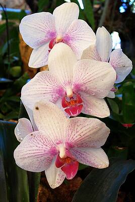 Welcome by Steven Robiner