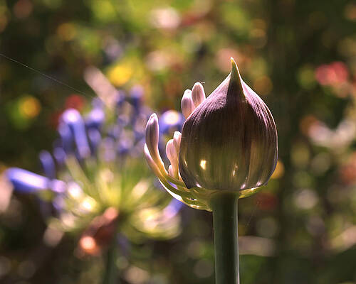 Wall Art featuring the photograph Welcome To The World by Rona Black