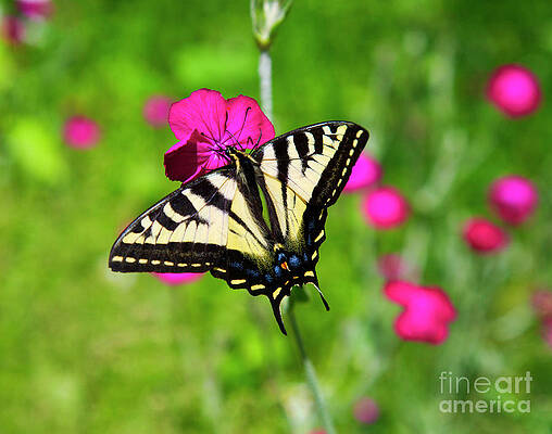 Oregon Photograph - Western Tiger Swallowtail Butterfly by Bruce Block