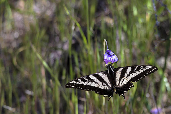 Photograph - Western Tiger Swallowtail by Ed Clark