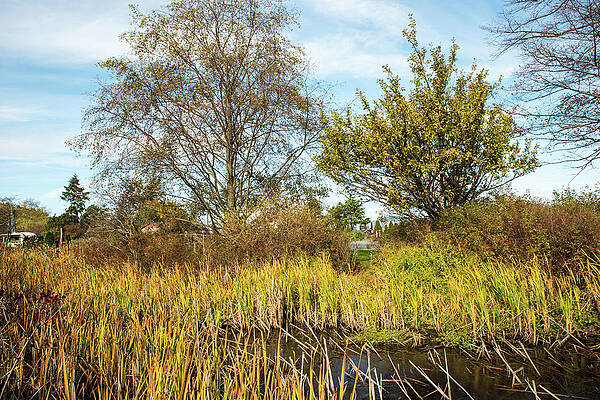 Fall Wall Art featuring the photograph Wetland Grass And Apple Tree by Tom Cochran