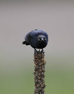 Nature Photograph - Whatca Looking At by Jim E Johnson