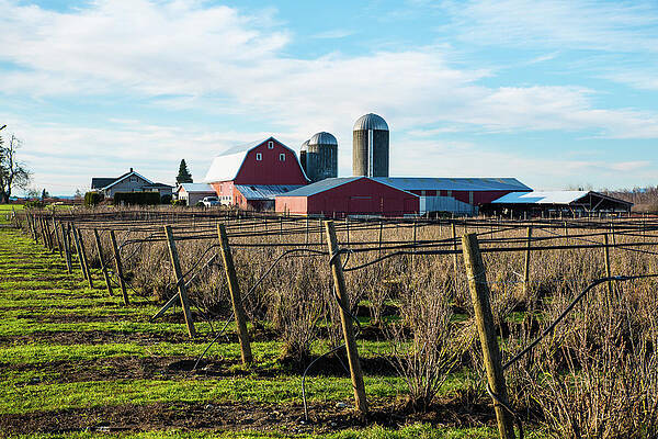 Farm Photograph - Whatcom County Berry Dairy Farm by Tom Cochran