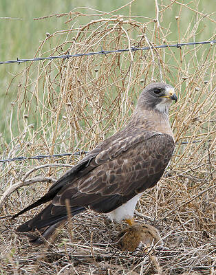Nature Photograph - Whats For Lunch by Jim E Johnson