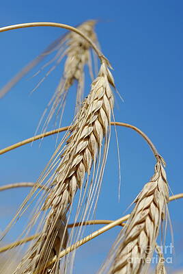 Nature Wall Art featuring the photograph Wheat Crop by Sami Sarkis Photography