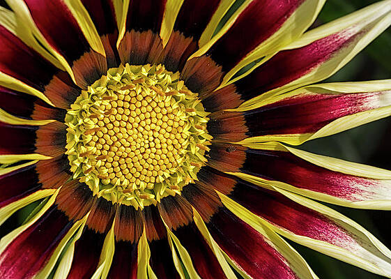 Delicate Wall Art featuring the photograph Wheels With Wheels by Shirley Mitchell