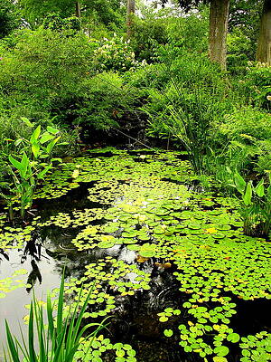 Garden Wall Art featuring the photograph While It Rained by C Thomas Cooney