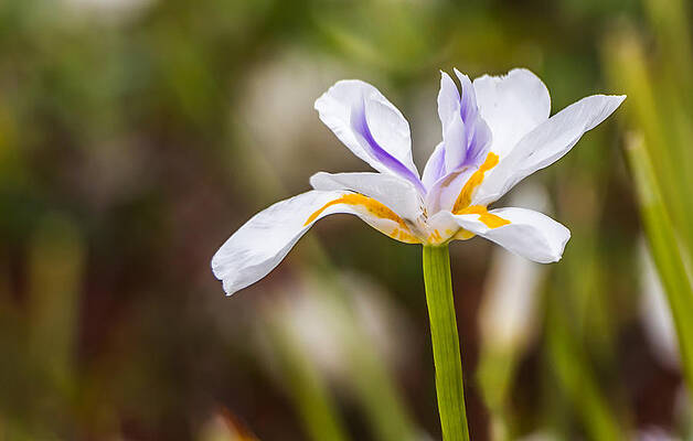 Beautiful Photograph - White Beardless Iris by Ed Clark