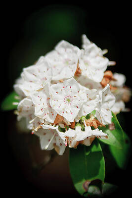 Photograph - White Blooms by Rob Narwid