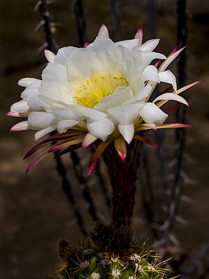 Blooming Cactus Flower Photograph
