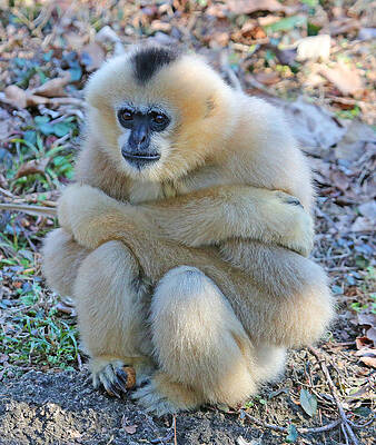 Background Photograph - Bummed by Gina Fitzhugh