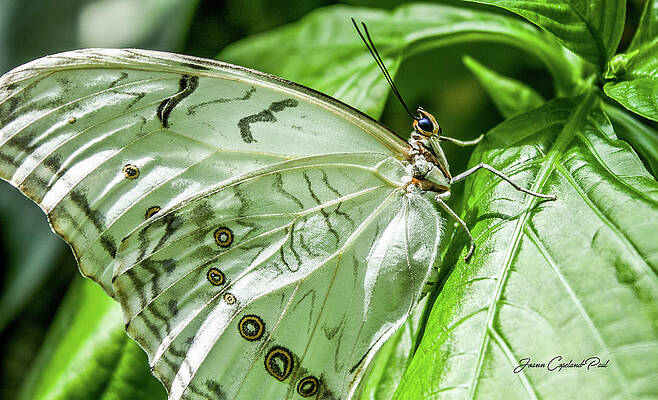 Wall Art featuring the photograph White Morpho Butterfly by Joann Copeland-Paul
