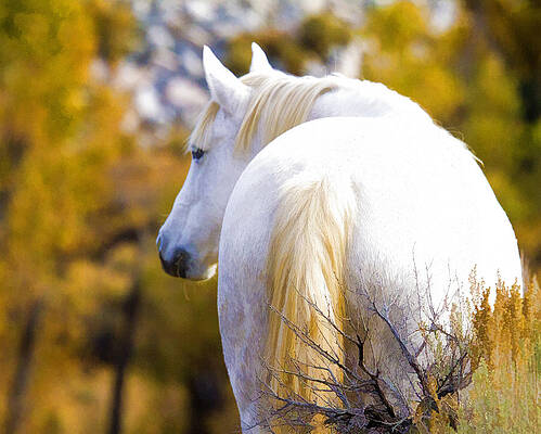 Wildlife Wall Art featuring the photograph White Mustang Mare by Waterdancer