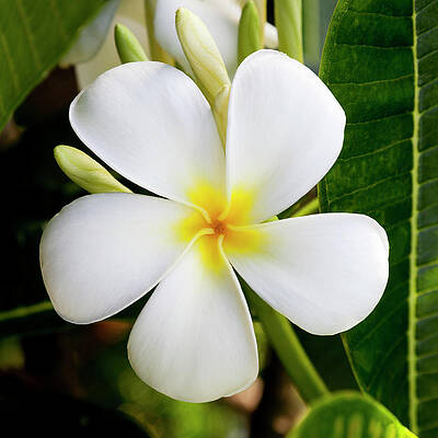 White Plumeria Blossom Wall Art