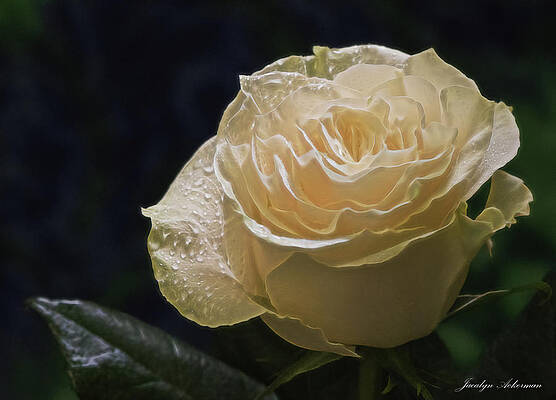 Photograph - White Rose by Jacalyn Ackerman