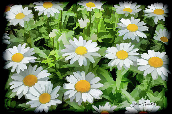 Summer Wall Art featuring the photograph White Shasta Daisies by Joann Copeland-Paul
