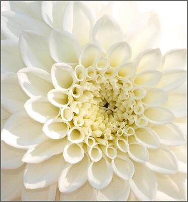 WhiteFlow by Steven Robiner