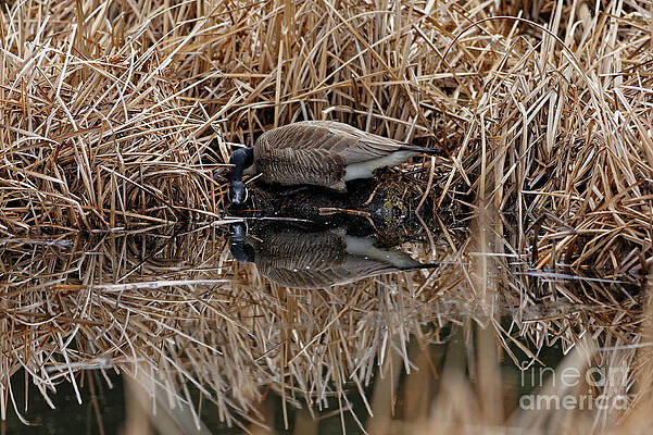 Marsh Photograph - Who Are You Looking At by Natural Focal Point Photography