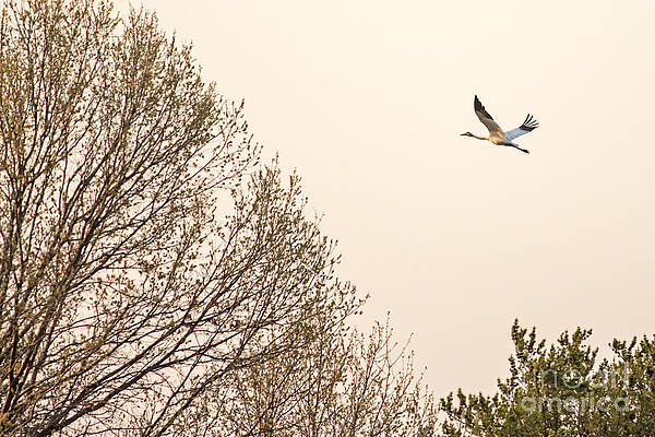 Wisconsin Photograph - Whooping Crane In Flight At Dusk by Natural Focal Point Photography