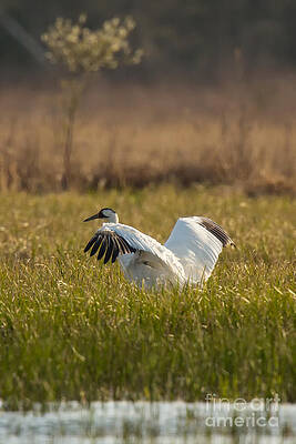 Marsh Photograph - Whooping Crane Wing Stretch by Natural Focal Point Photography