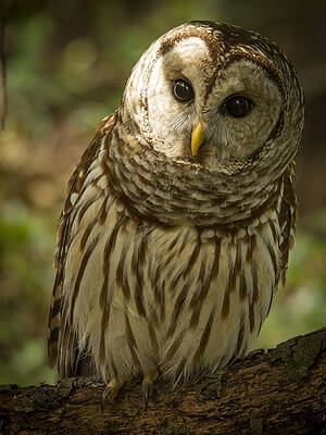 Wall Art featuring the photograph Whos There by Jean Noren