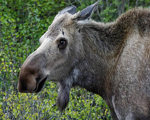 Wild Wall Art featuring the photograph Why The Long Face? - Alaska Moose At Denali National Park by Darin Volpe