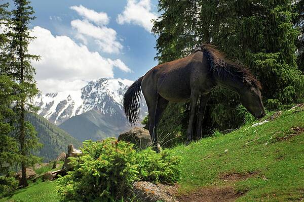 Wildlife Wall Art featuring the photograph Wild And Calm by Robert Grac