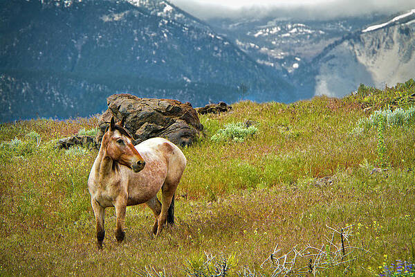 Wild Photograph - Wild Appaloosa Horse by Waterdancer