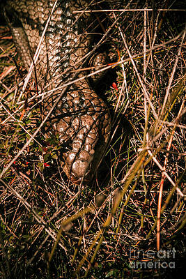 Natural Wall Art featuring the photograph Wild Australian Blue Tongue Lizard by Jorgo Photography