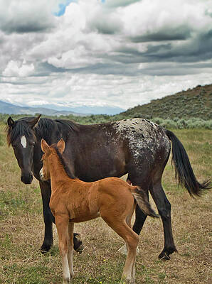 Wild Photograph - Wild Black Appaloosa And Foal by Waterdancer